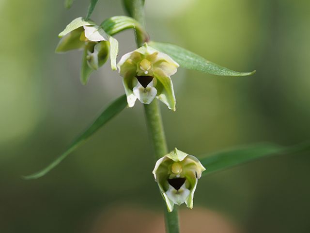 Epipactis helleborine / Elleborine comune